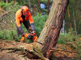 Best Commercial Tree Services  in Warren, OR