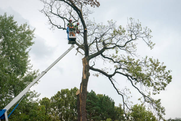 Why Choose Our Tree Removal Services in Warren, OR?